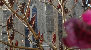 Photo - Notre-Dame de l'Abbaye